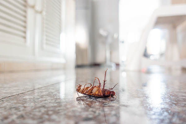 dead-cockroach-on-floor-tim-m-ills-american-pest-control.jpg