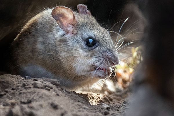 tim mills american pest control treat mice infestations tim mills american pest control treat mice infestations